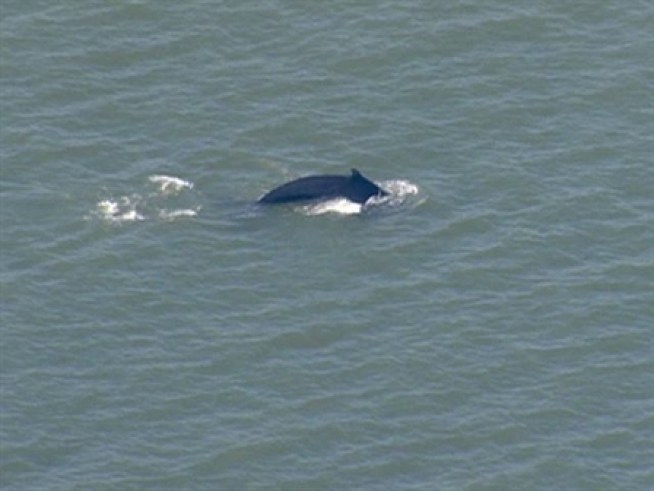 A 20-foot whale has been spotted in the Hudson River.