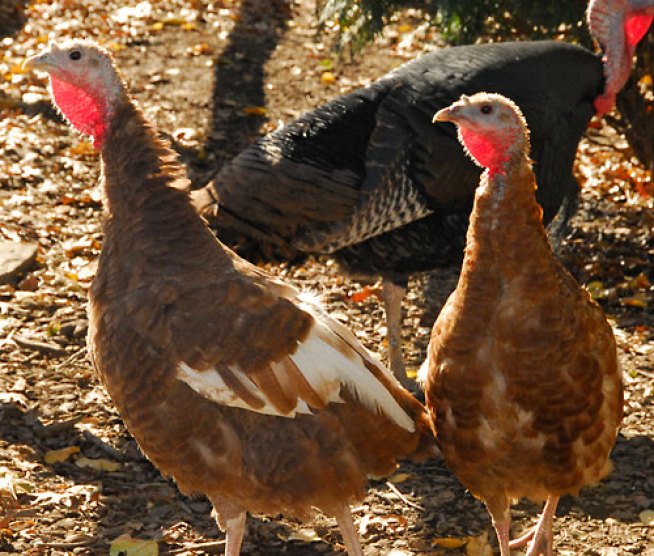 Turkeys Around Town