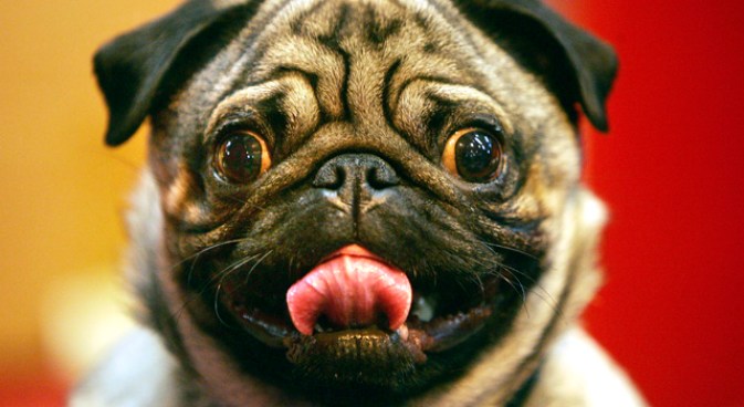 Sick Pug on Subway Leads to NYPD Arrest