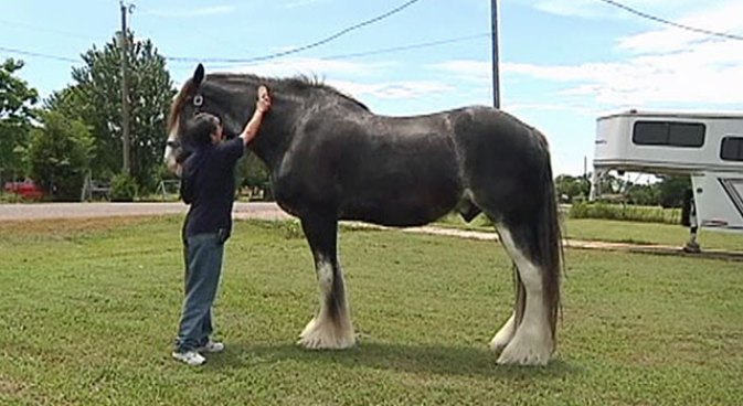 A North Texas horse is going for a world record. Remington, the Clydesdale from Princeton, is vying for the Guinness World Record for 