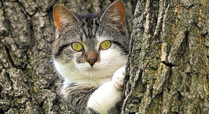 That Darn Cat Won't Budge