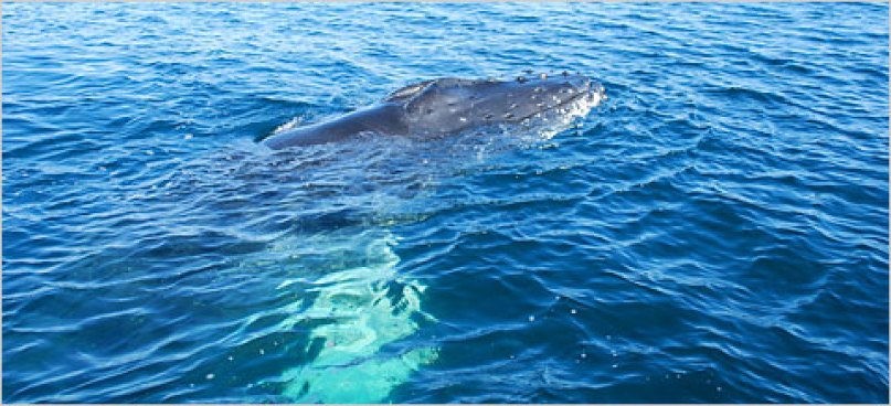 Stranded Whale Breaks Free