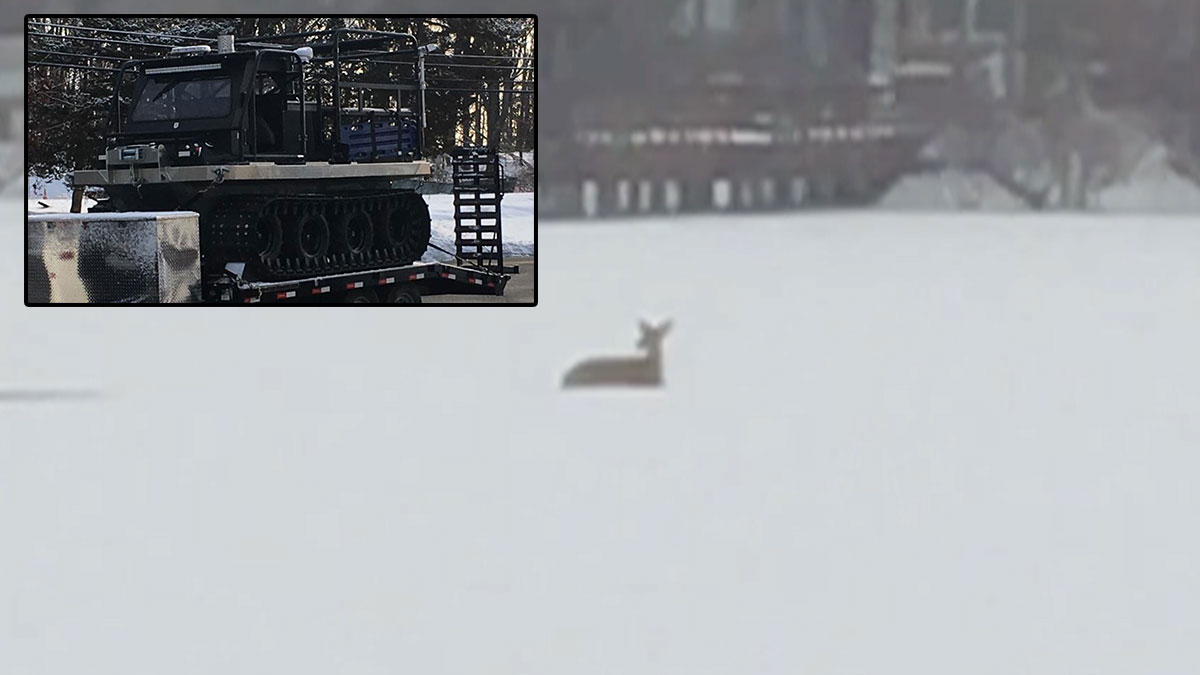 Crew of Workers Rescue Deer Stuck on NJ Pond: Police