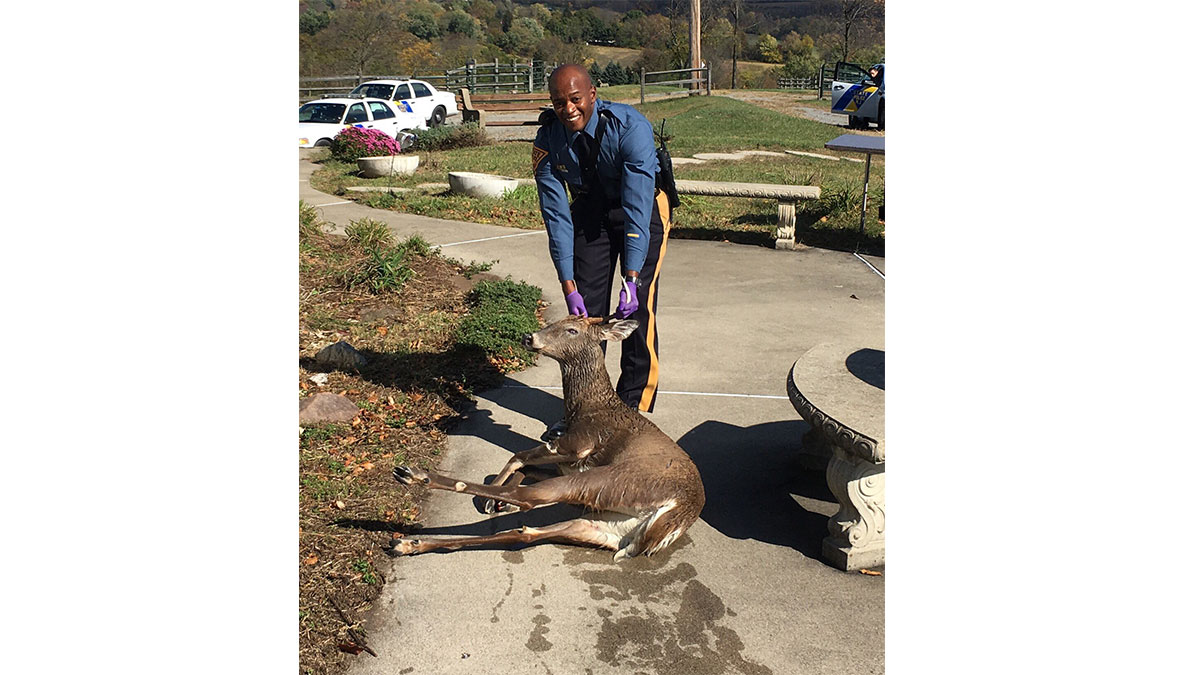 NJ Trooper Rescues Drowning Buck Hanging on for Deer Life
