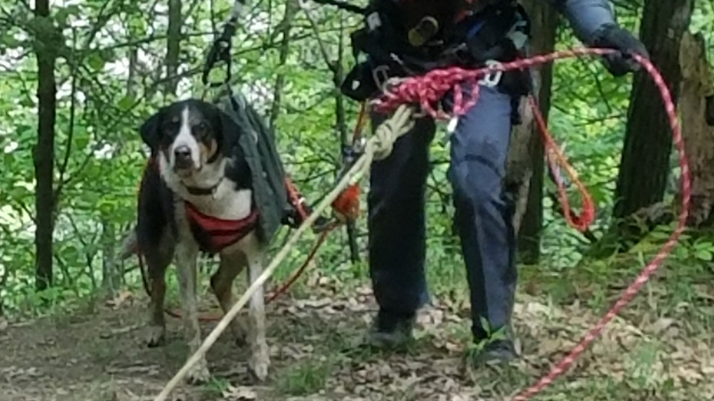 Skippy the Dog Saved From Gorge in Daring Drone Rescue