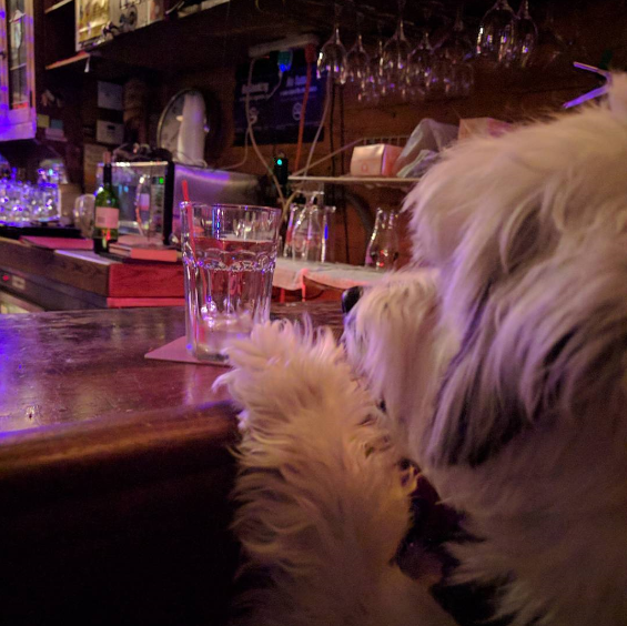 5 NYC Bars That Let You Bring Your Dog