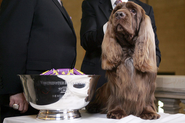 Westminster Dog Show Stump