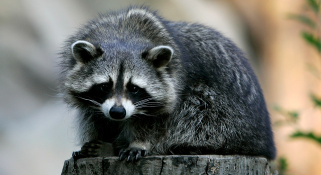 022609 Racoon P11