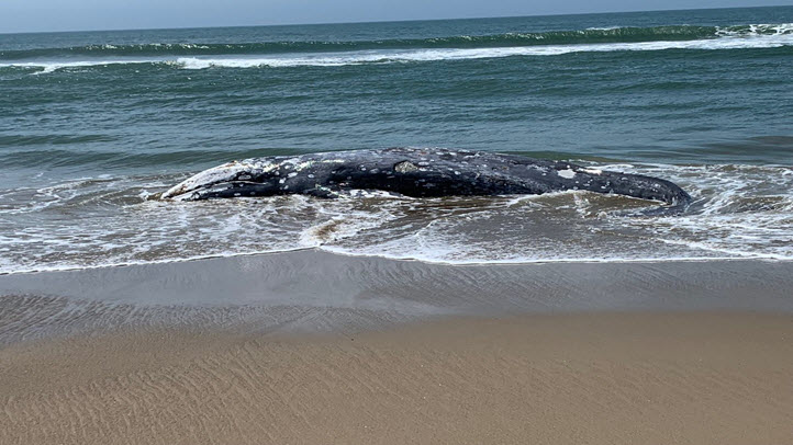 0523-whale