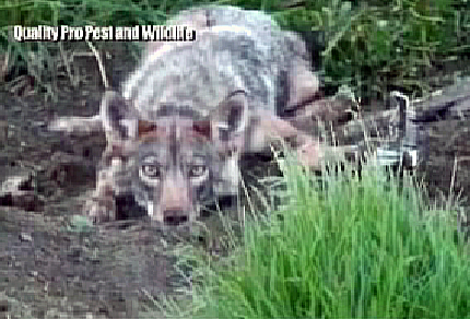 Rye Residents Warned To Be On The Lookout For Coyotes Nbc New York