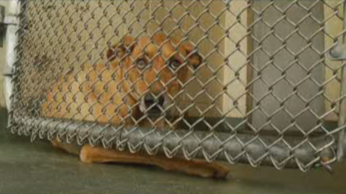 NJ Animal Shelter Owner Charged With Falsifying Dog Medical Records