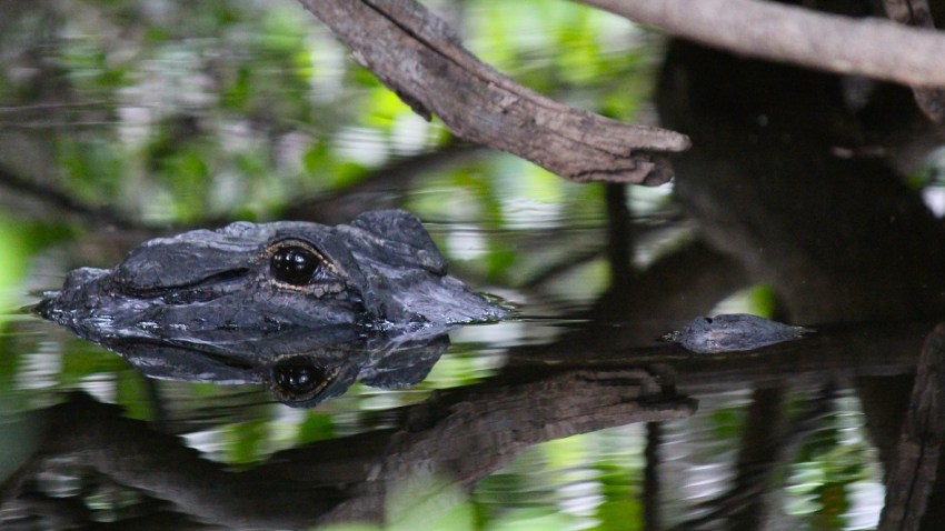 090218 Alligator Pestano