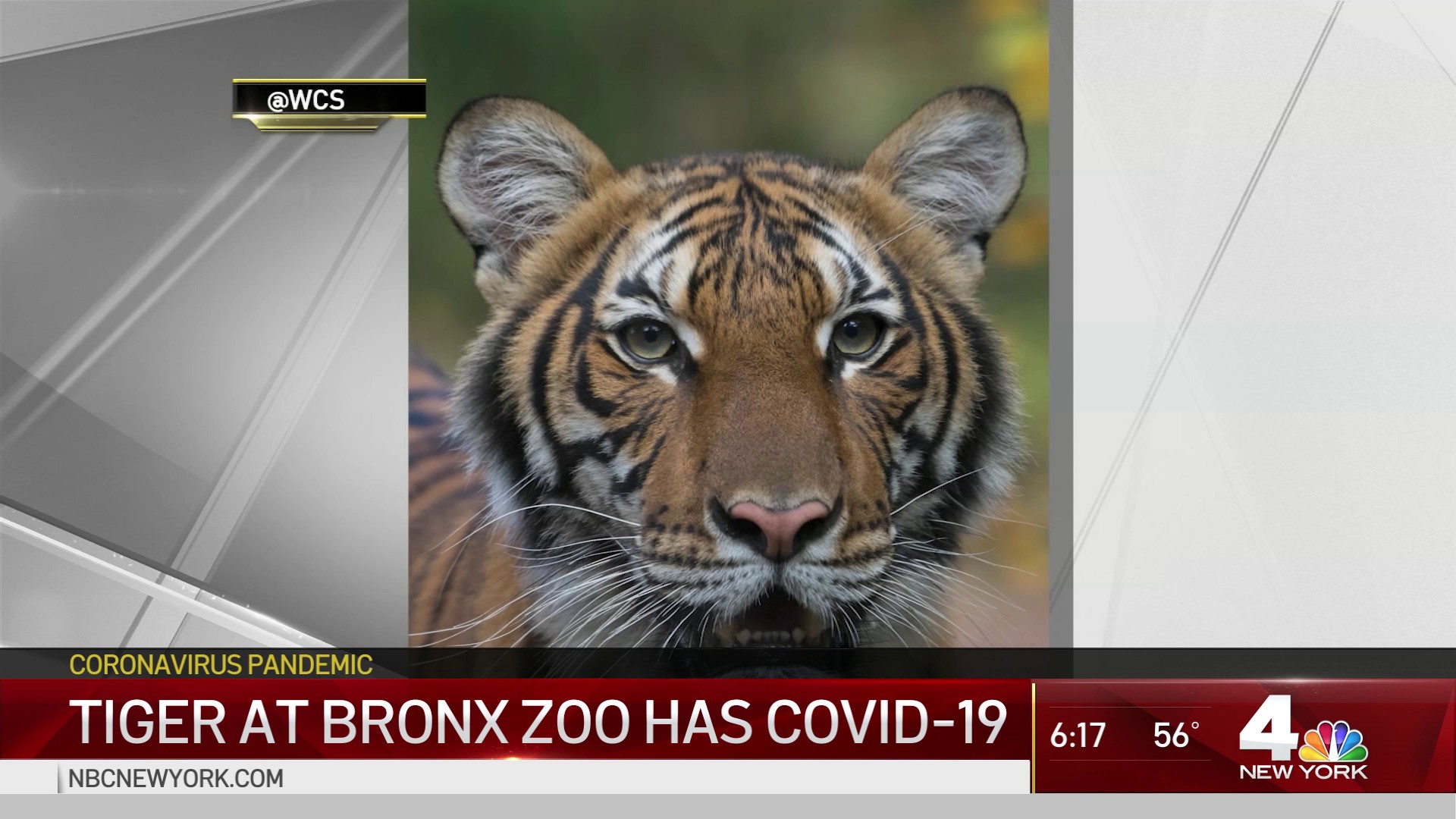Tiger at NYC's Bronx Zoo tests positive for COVID-19