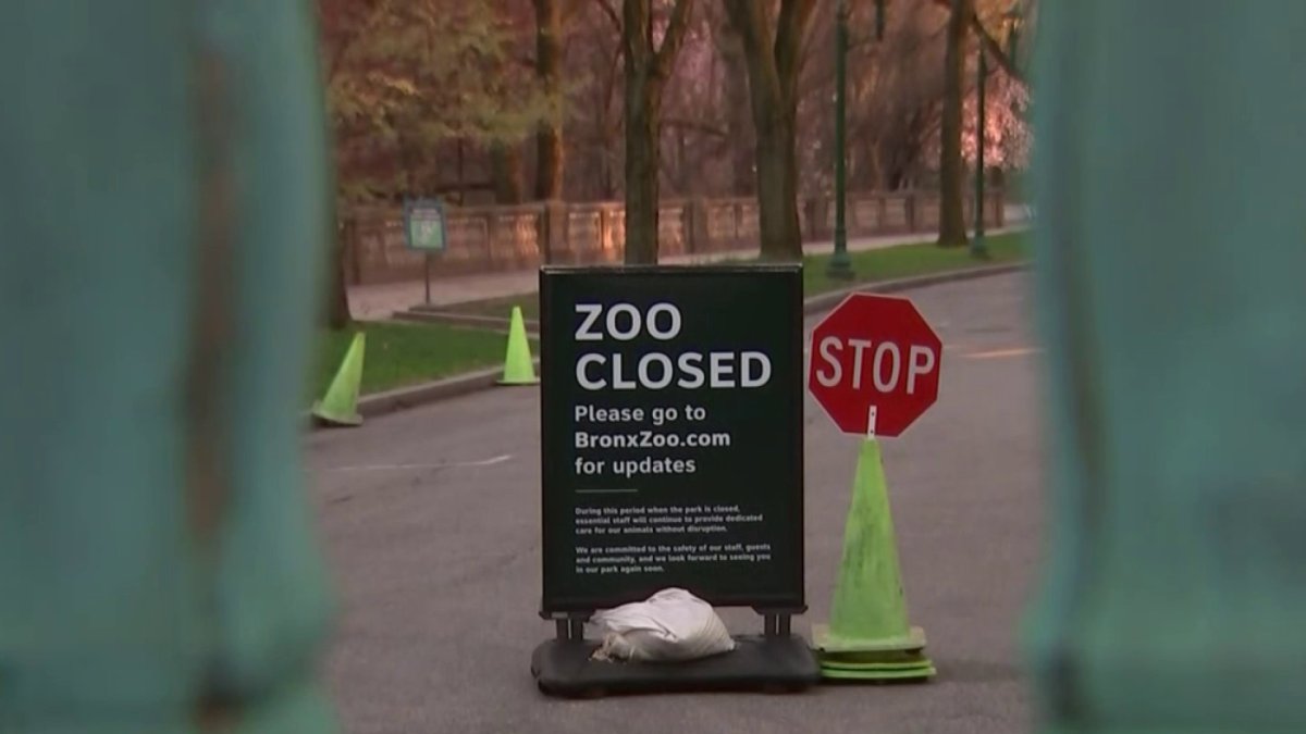 Tiger at NYC zoo tests positive for coronavirus; Audubon steps up