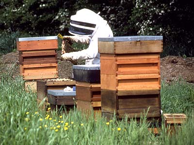 11_beekeeping