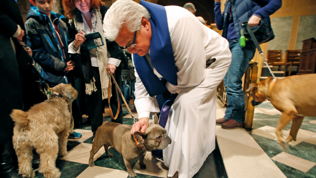 Church Opens Door to Furry, Feathery Congregants – NBC New York