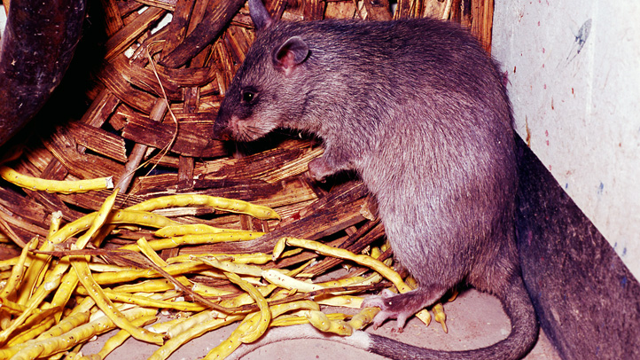 Keys Battle Cat-Sized Rats’ Invasion – NBC New York