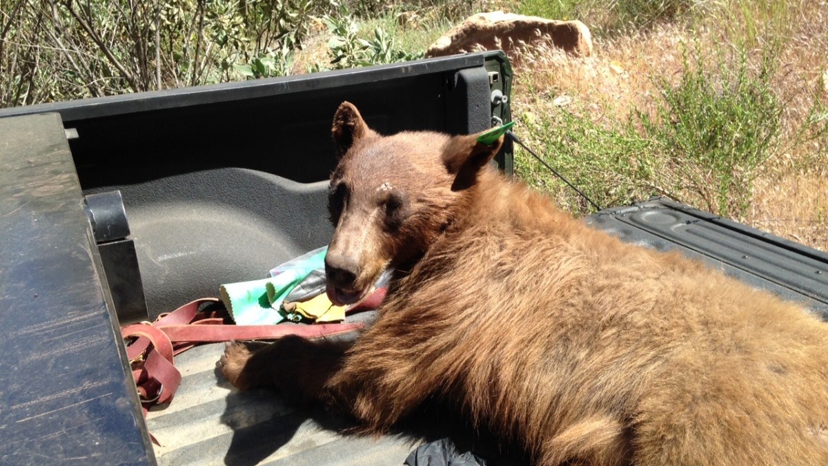 Bear Gets Cozy, Falls Asleep in East Ventura Backyard NBC New York