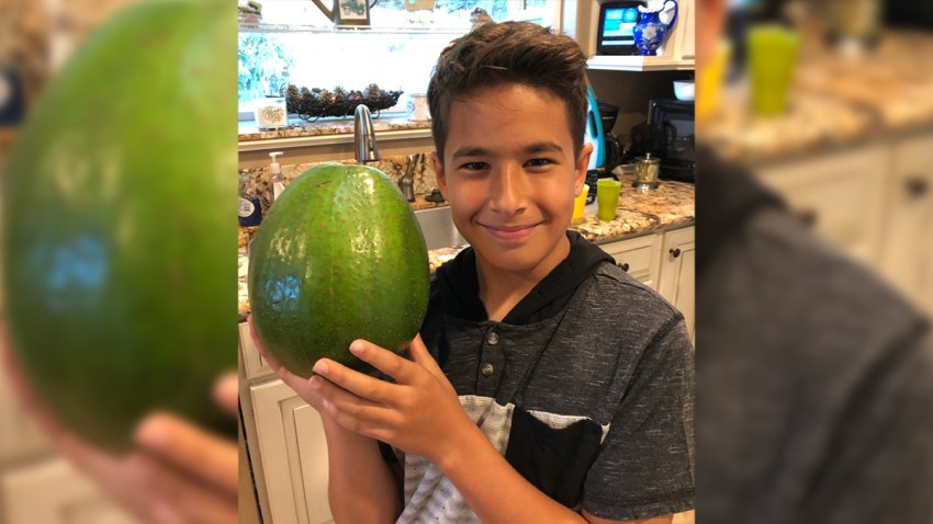 2136984_Heaviest-avocadoa
