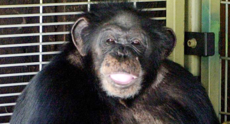 charla chimpanzee attack