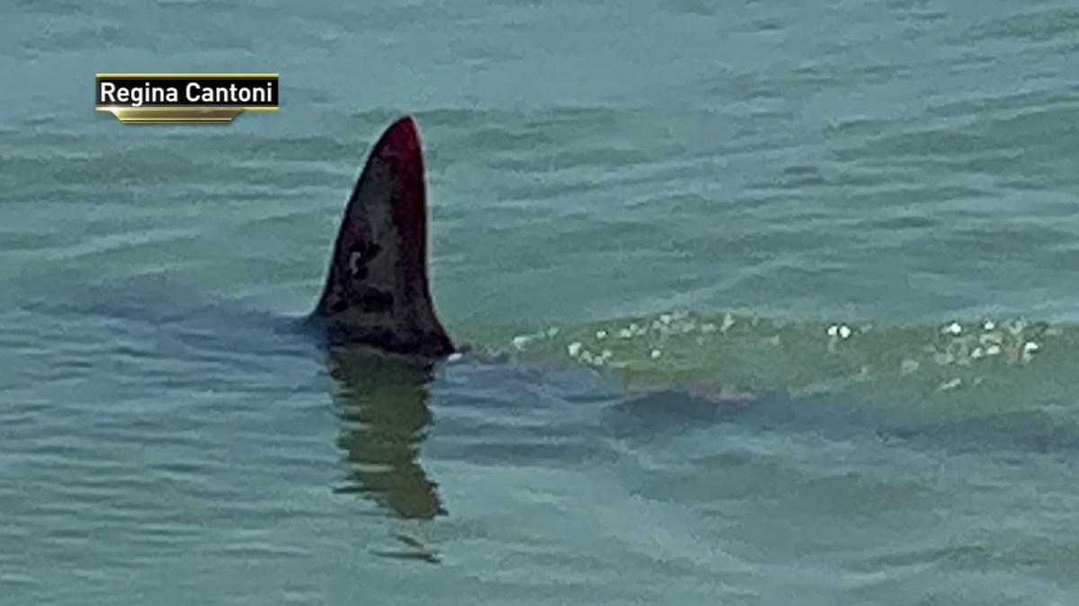 Shark Spotted At Nyc Beach Days Before Swimming Resumes Nbc New York 