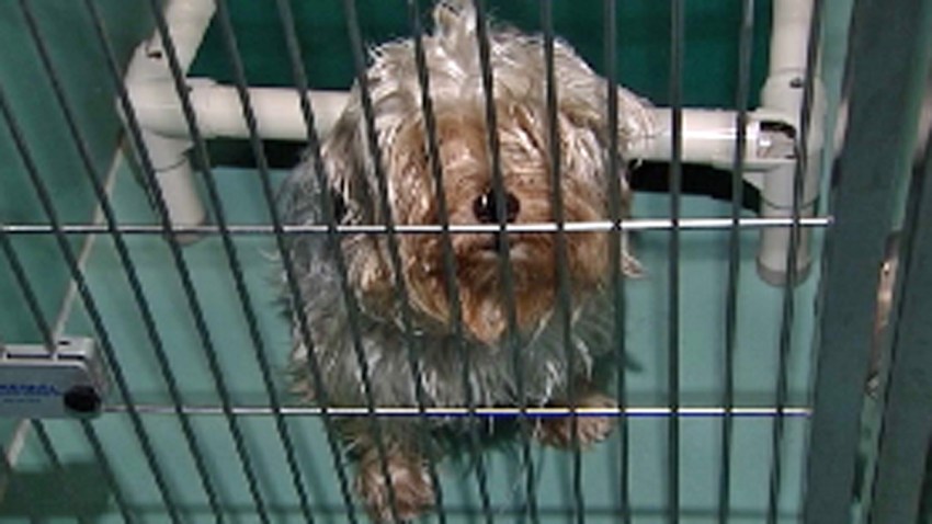 NYC Animal Shelters Are Unsafe, Poorly Operated