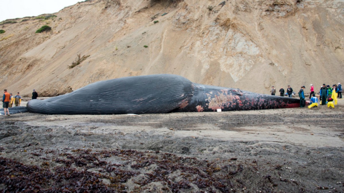 79-Foot Blue Whale Found in Bolinas Killed by Boat Strike: Scientists