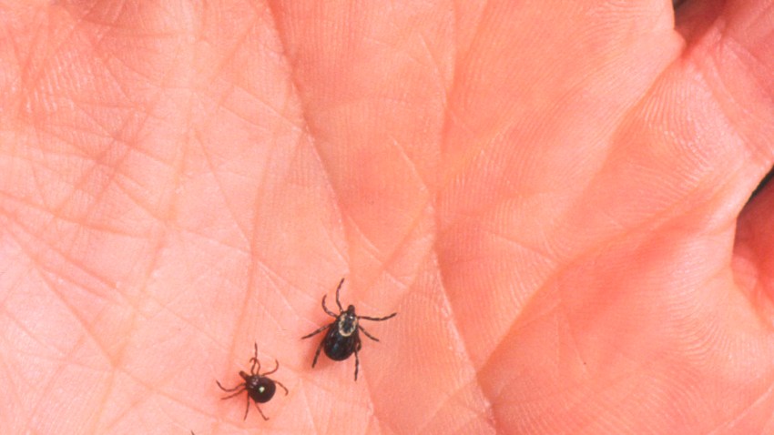 39065007tick_20010828_00849.jpg