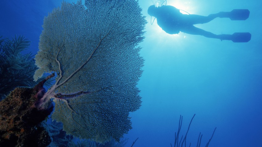 1212 scuba coral p1