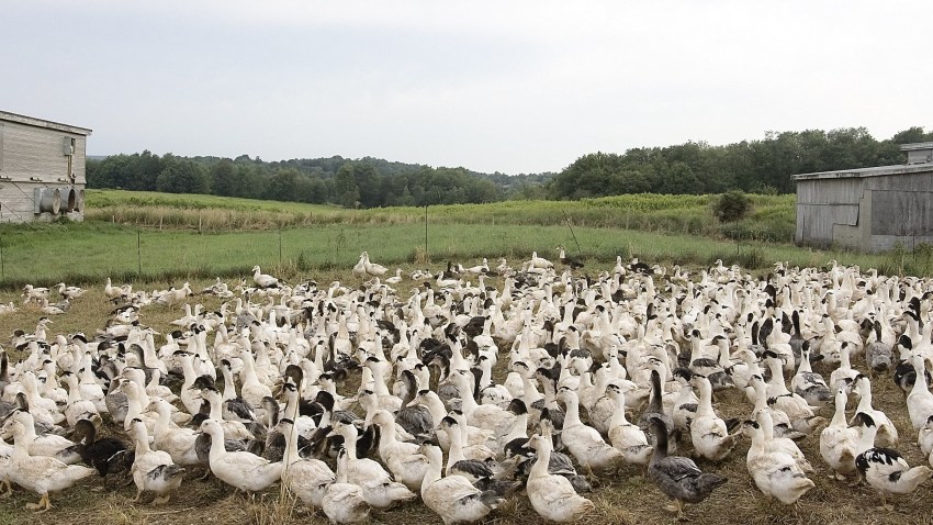 71664133SC005_foie gras