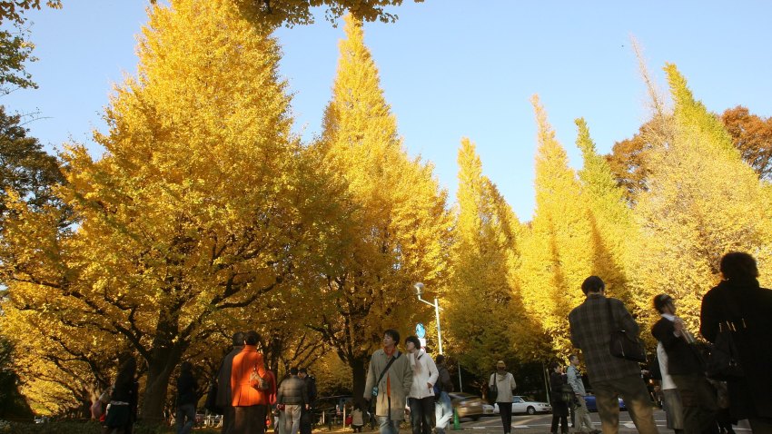 56005699KK004_gingko