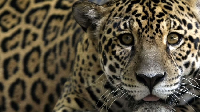 011908 jaguar