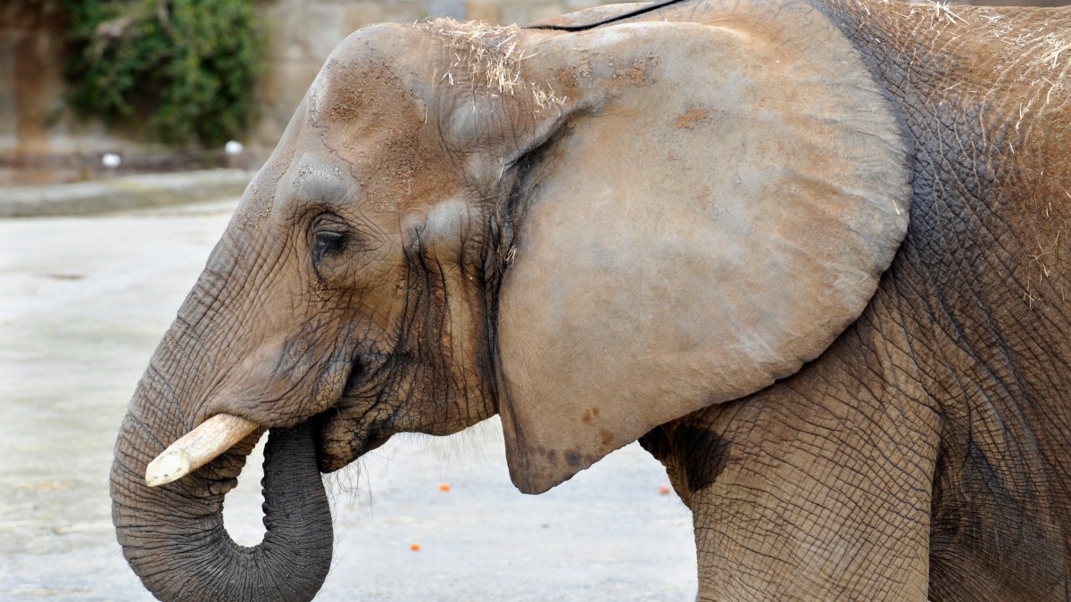 New Tour Features Zoo Poo NBC New York