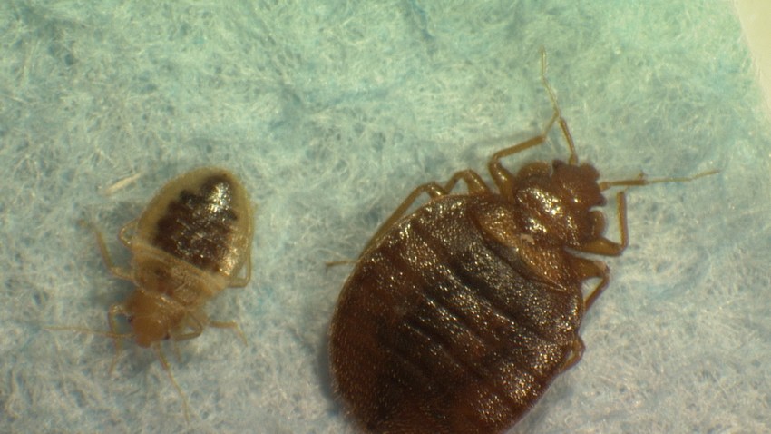 Horror Show Bedbugs Hit Nyc Theaters Nbc New York