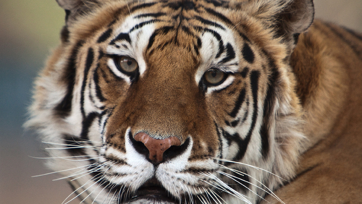 Michael Jacksons Tiger