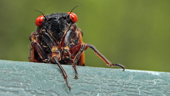 Cicadas Return
