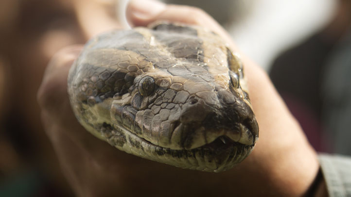 Python Challenge