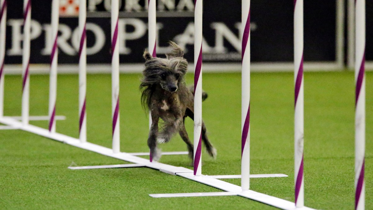 Border Collie Wins Westminster Agility Contest NBC New York