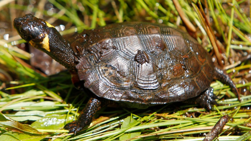 Meet New Jersey’s Official State Reptile – NBC New York