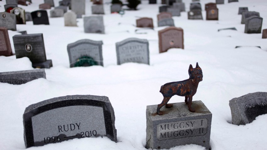 Buried With Fluffy