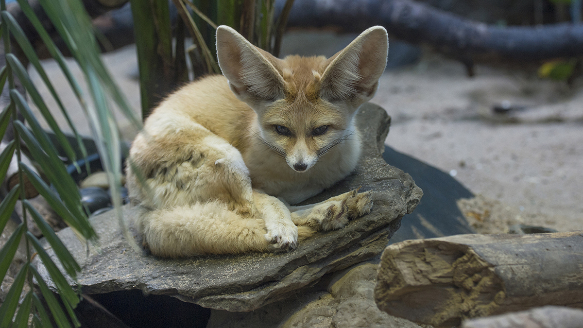 What Big Ears You Have! NY Zoo Debuts Adorable Foxes NBC New York