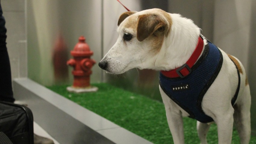 AIRPORT PET RESTROOMS
