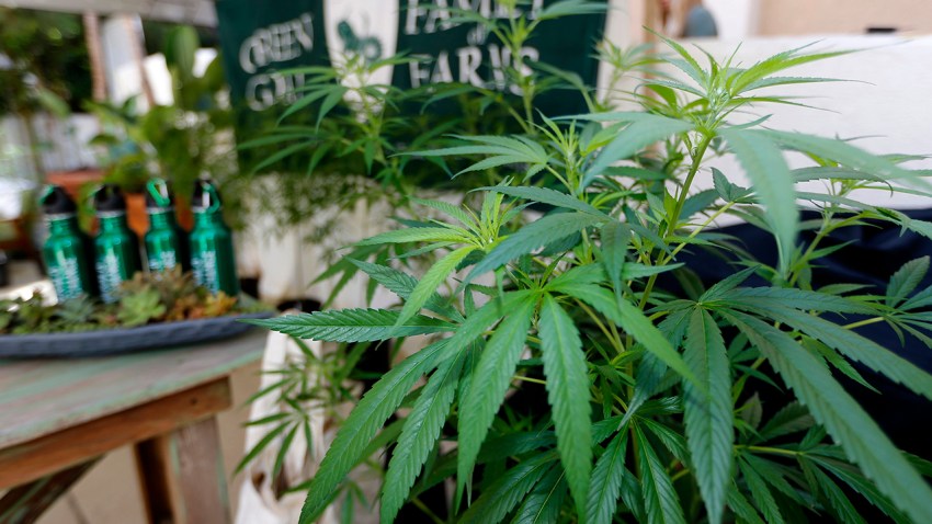California Marijuana Things to Know