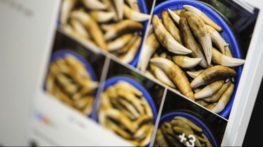 Facebook Wildlife Trafficking