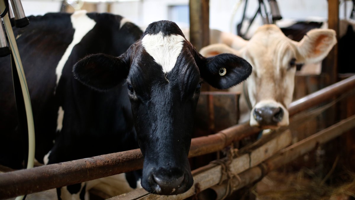 Dairy Farmers Forced to Dump Milk as Demand Drops Amid Coronavirus ...
