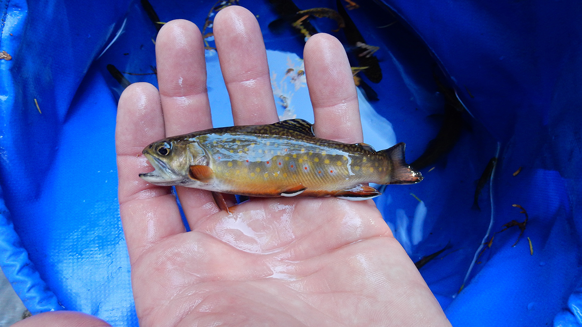 Trout Found in NY Lake — 32 Years After It Was Declared Fishless! – NBC