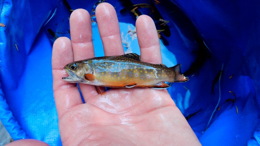 Trout Recovery Acid Rain