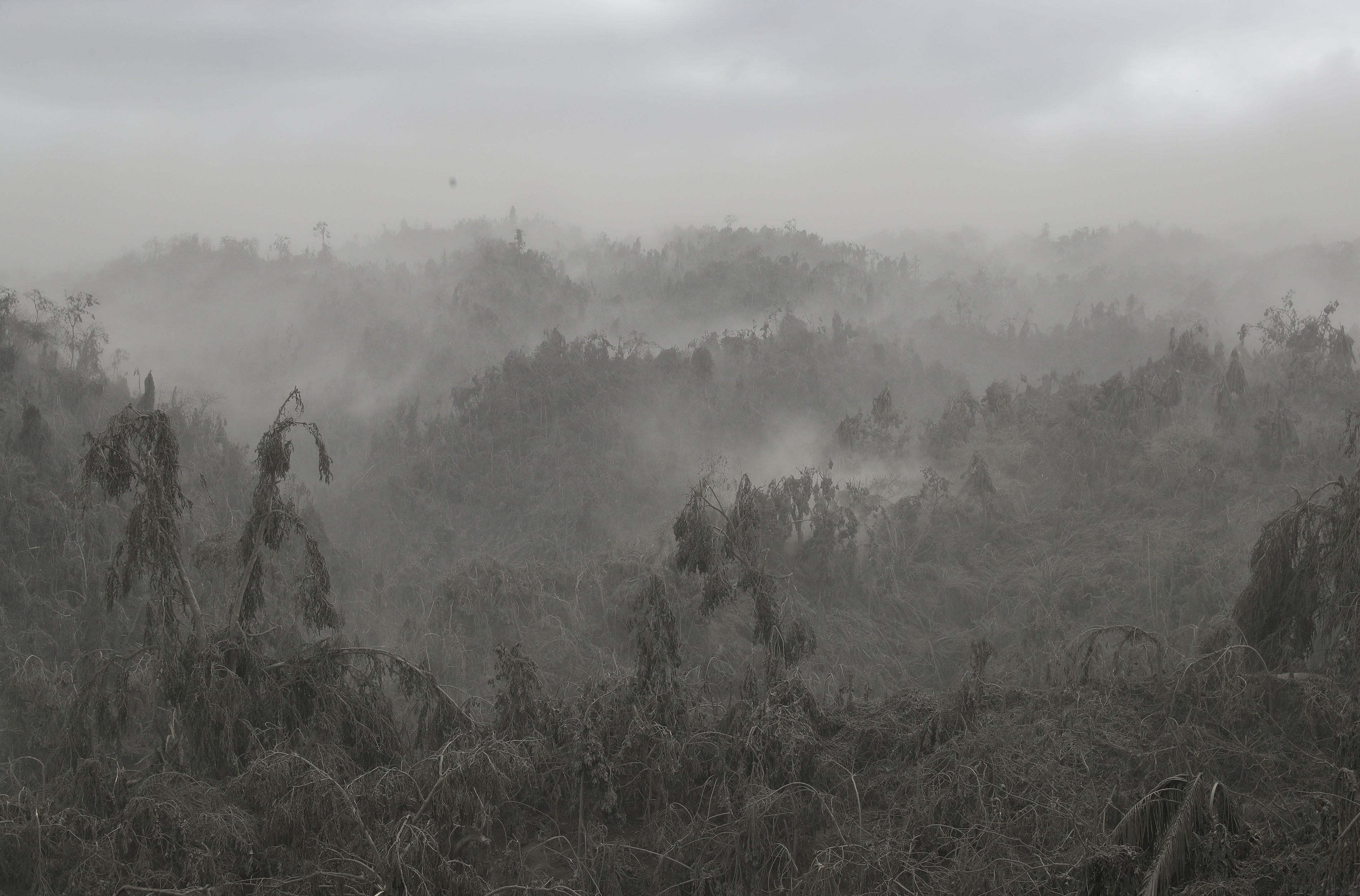 Clouds of volcanic ash rise up from damaged trees in Laurel, Batangas province, Philippines on Tuesday, Jan. 14, 2020. The Taal volcano spewed lava half a mile high as thousands of people flee villages darkened and blanketed by heavy ash.