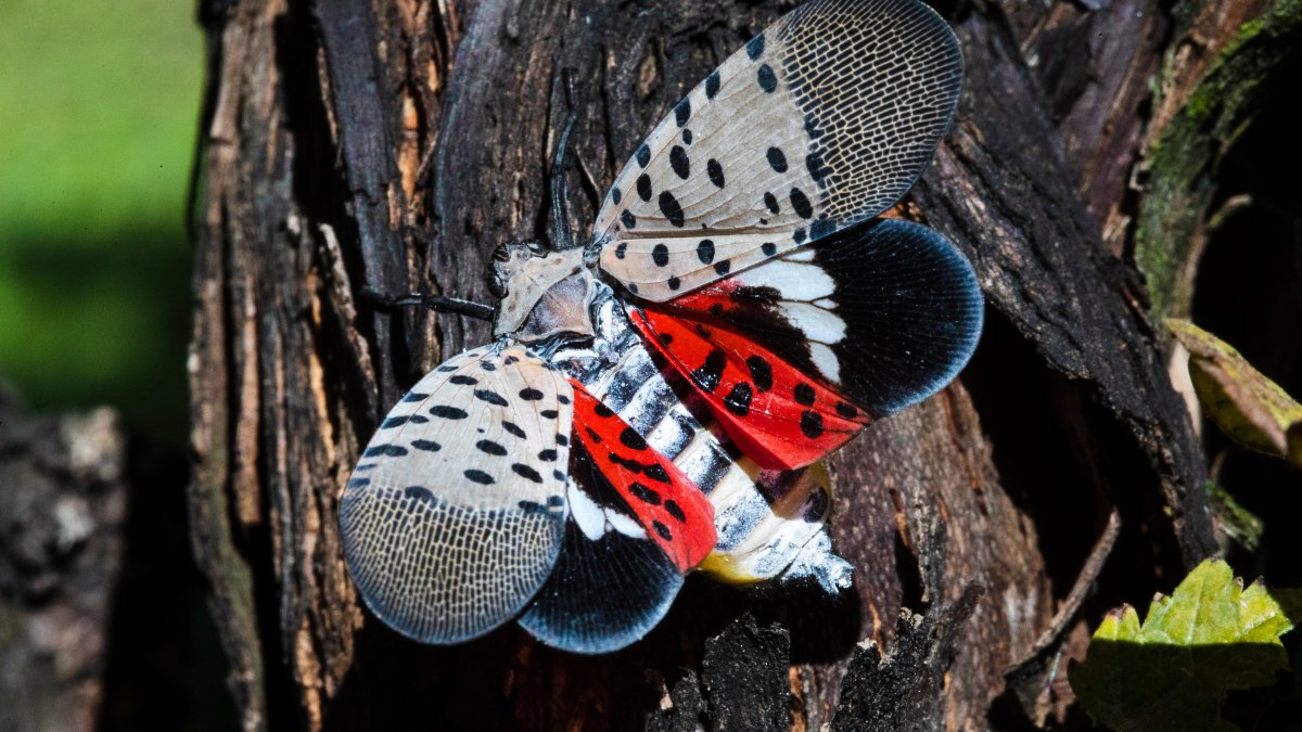 Spotted Lanternfly: NY Warns of Early Season – NBC New York - Vimarsana News