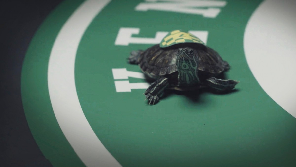 ShellShocked by Delayed Derby? The Kentucky Turtle Derby Is Here for